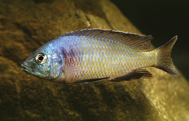 Otopharynx argyrosoma